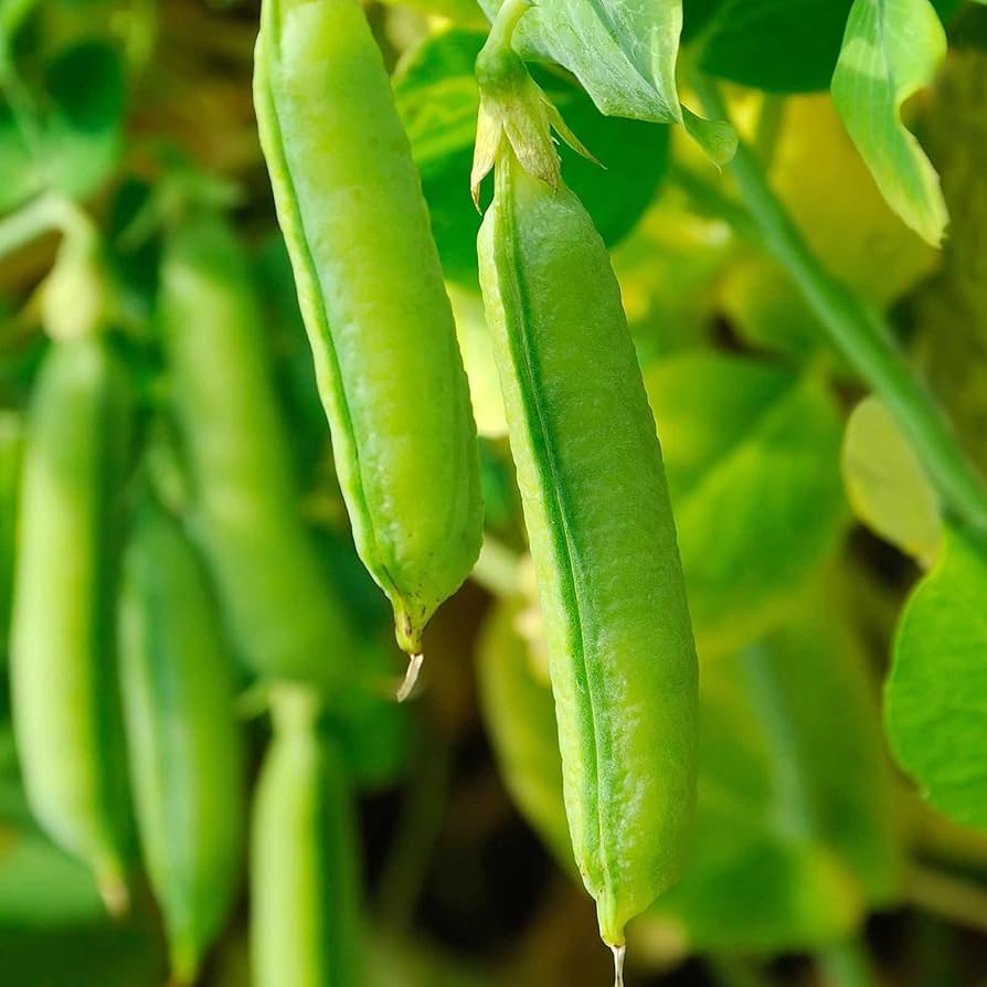 Sugar Snap Pea Pisum sativum for planting in vegetable patch