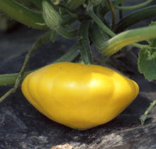 Scallop Yellow Bush Squash Seeds for home growers seeking a reliable harvest