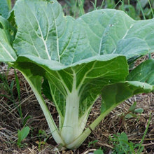 Joi Choi Seeds for colorful blooms in the Flavorful Garden