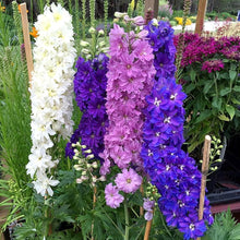 Mixed Delphinium bonsai flower seeds for garden