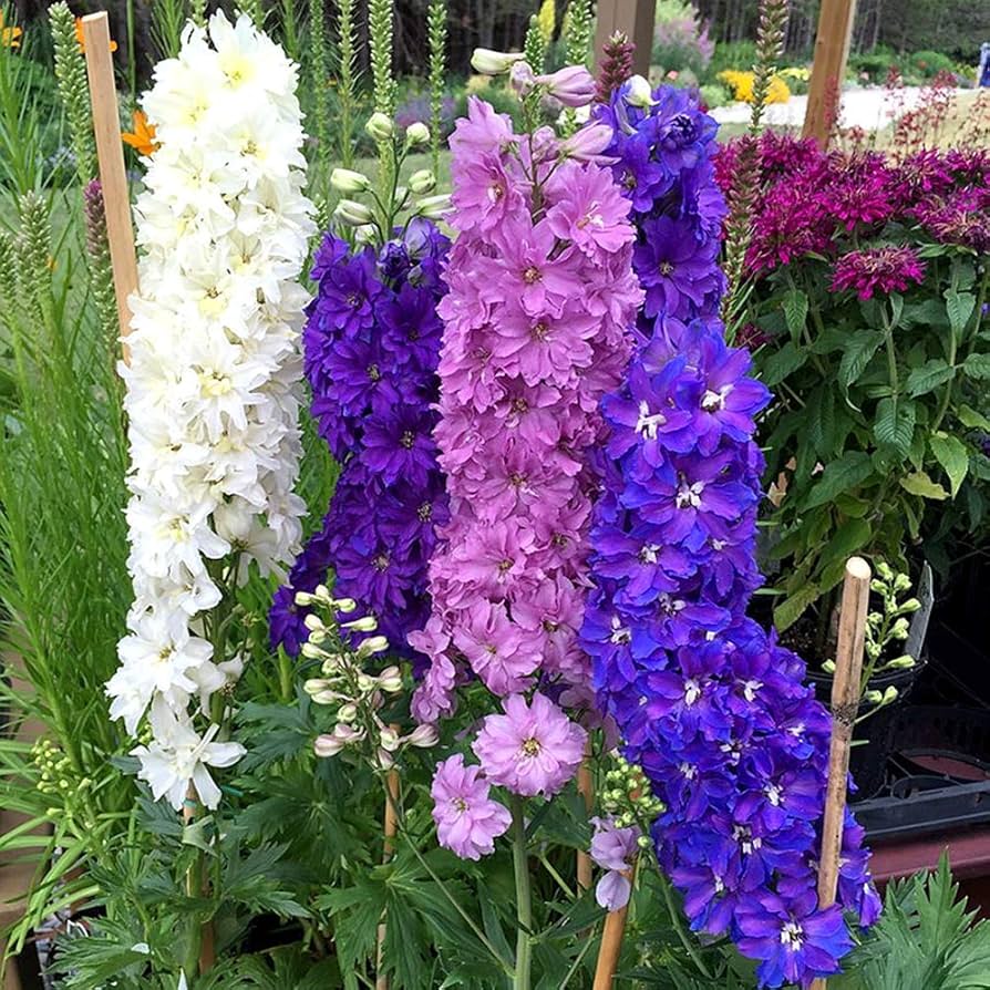 Mixed Delphinium bonsai flower seeds for garden