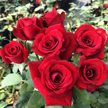 Colorful Rose Tree Seeds for long-term planting in the Balcony Plants