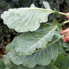 Georgia Collard Green Seeds (Brassica oleracea) for colorful blooms in the Southern Vegetable Garden Planting