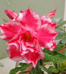 Desert Rose Adenium Obesum Triple Rouge Velours Seeds for a lasting display in the flower bed terrace