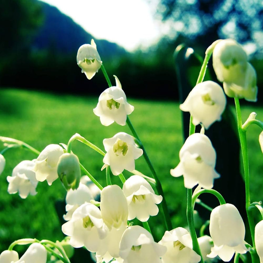 Orchid Convallaria Majalis Giglio della Valle Multicolor Lily Bell Flower Seeds for Planting – Great for Home Garden Displays