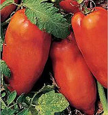 Tazmanian Chocolate Tomato Seeds (Solanum lycopersicum) for a fresh homegrown crop from the gourmet gardens