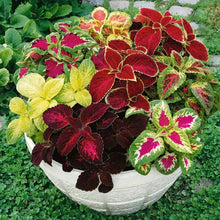 Coleus Plectranthus Scutellarioides flower seeds for planting in indoor pots and home garden arrangements - for planting in home garden