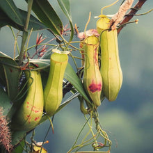 Army Green: Nepenthes Seeds for a lasting addition to the landscape