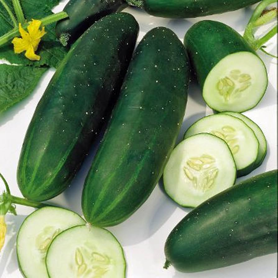 Straight Eight Cucumber (Cucumis sativus) heirloom seeds for home garden