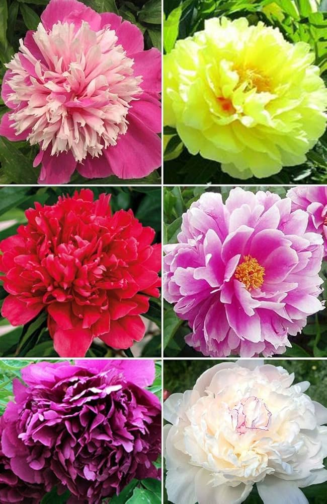 Rare Peony (Paeonia spp.) Light Blue for bonsai and garden flower planting