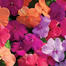 Impatiens Garden Balsam Multicolor Potted Seeds for a colorful addition to any planting