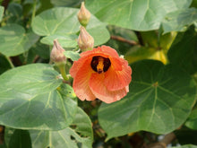 Hibiscus Tiliaceus Seeds (Hibiscus tiliaceus) for growers filling out the tropical gardens and coastal landscapes