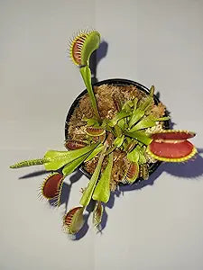 Flytrap Dionaea Muscipula Venus Insect-Eating Flower Seeds for Planting – 20 Pcs for Indoor Pots and Backyard Gardens