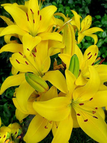 Lily Seeds for gardeners building out beds and borders