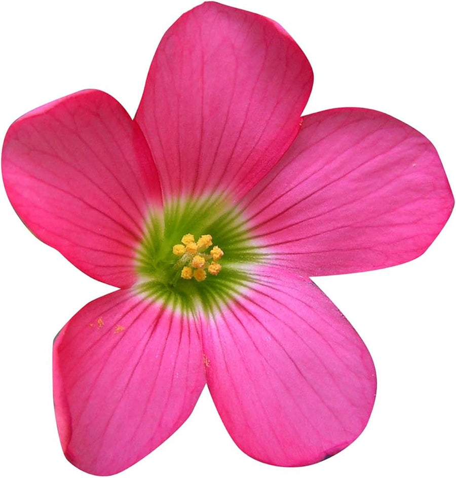 Oxalis Oxalis spp. for planting in flower bed