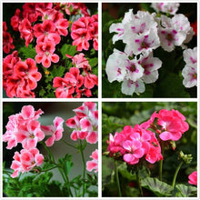 Fresh Pelargonium Seeds for a fragrant addition to the Lavender Mix Garden