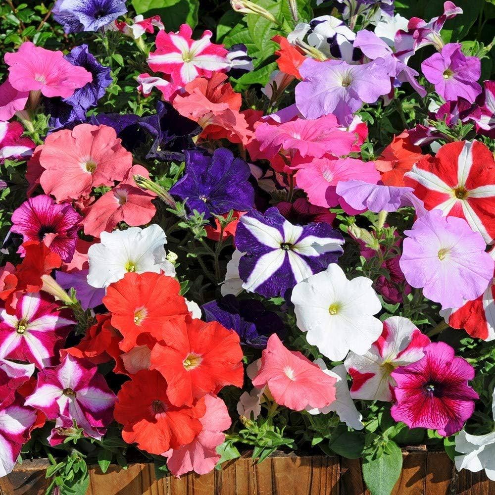 Rare Organic Petunia - for planting in home garden