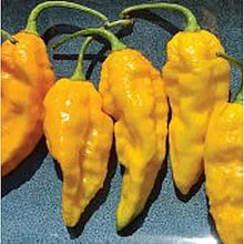 Bhut Ghost Pepper Seeds valued by growers for extreme Hot Peppers