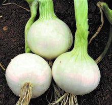 Southport White Globe Onion Allium cepa for planting in kitchen garden