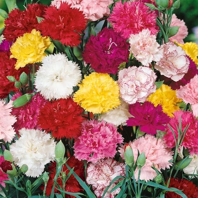 Carnation Seeds for Perennial Blooms in 16 Colors Available