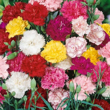 Karminrot Dianthus Perennial Seeds for gardeners building out beds and borders