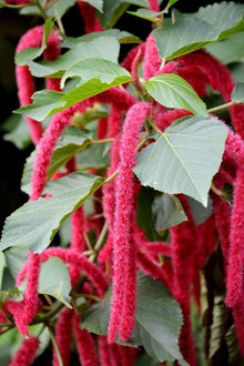 Chenille Kitten Tail Seeds (Acalypha hispida) for colorful blooms in the Flower Bed