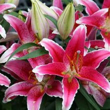 Blue heart lily Seeds (Lilium spp.) for seasonal color across the indoor pots or backyard flower beds