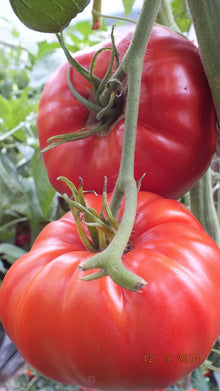 Earliana Organic Beef Tomato Seeds for a productive addition to the vegetable patch