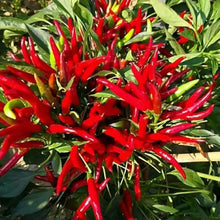 Capsicum Chili Pepper Plants for a reliable harvest in the Spicy Garden