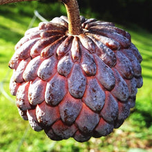 Sugar Apple Seeds (Annona squamosa) for a homegrown harvest from the tropical home gardens and fruit groves