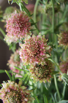 Scabiosa Salmon Queen Seeds for gardeners building out beds and borders