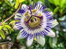 Passionflower Seeds (Passiflora incarnata) for reliable seasonal color
