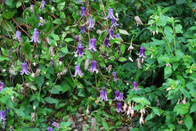 Clematis 'Rooguchi' Seeds (Clematis spp.) for colorful blooms in the Garden