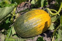 Korean Pumpkin Seeds (Cucurbita moschata) for a reliable harvest in the vegetable patches and urban gardens