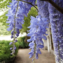 Chinese Wisteria Vine Seeds for fast cover along a fence or wall