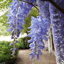 Wisteria Seeds known for pale Purple Pink Climbing Flowers