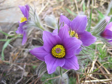 Pasque Semi Violet Seeds for growers seeking a long-blooming display