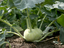 Hybrid Kohlrabi Kolibri F Seeds for seasonal color across the Vegetable Patch
