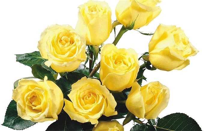 Rose Light Yellow Rose Flower - for planting in home garden