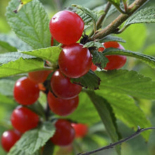 Nanking Cherry Seeds (Prunus tomentosa) for growers planting the edible gardens and backyard landscapes