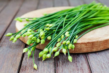 All Season Allium Green Chives Seeds (Allium schoenoprasum) for a flavorful crop in the kitchen garden and planting