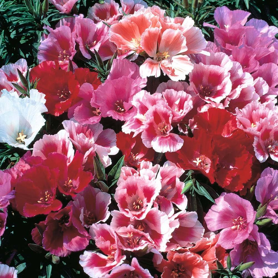 Azalea Rhododendron spp. flower seeds for planting in shaded home garden areas and pots - for planting in home garden