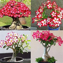 Adenium Obsum Desert Rose Viola d'Or Triplo Seeds for a colorful addition to any planting