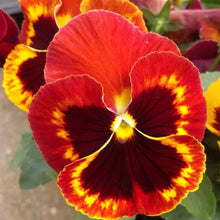 Viola Angel Amber Kiss Seeds grown for beautiful Amber-Colored Flowers