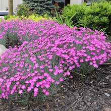Dianthus Dianthus Barbatus Pink Sweet William Seeds for colorful blooms in the Pollinator Borders