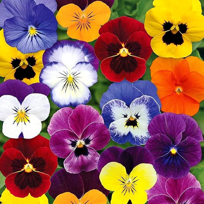 Viola Tricolor Pansy Flower - for planting in home garden