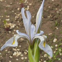 Iris Seeds (Iris spp.) for a lasting display in the Flower Bed