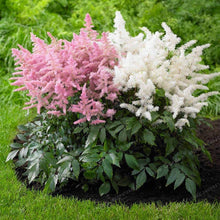 Astilbe Flower ��������� Astilbe spp. ��������� for planting in purple garden