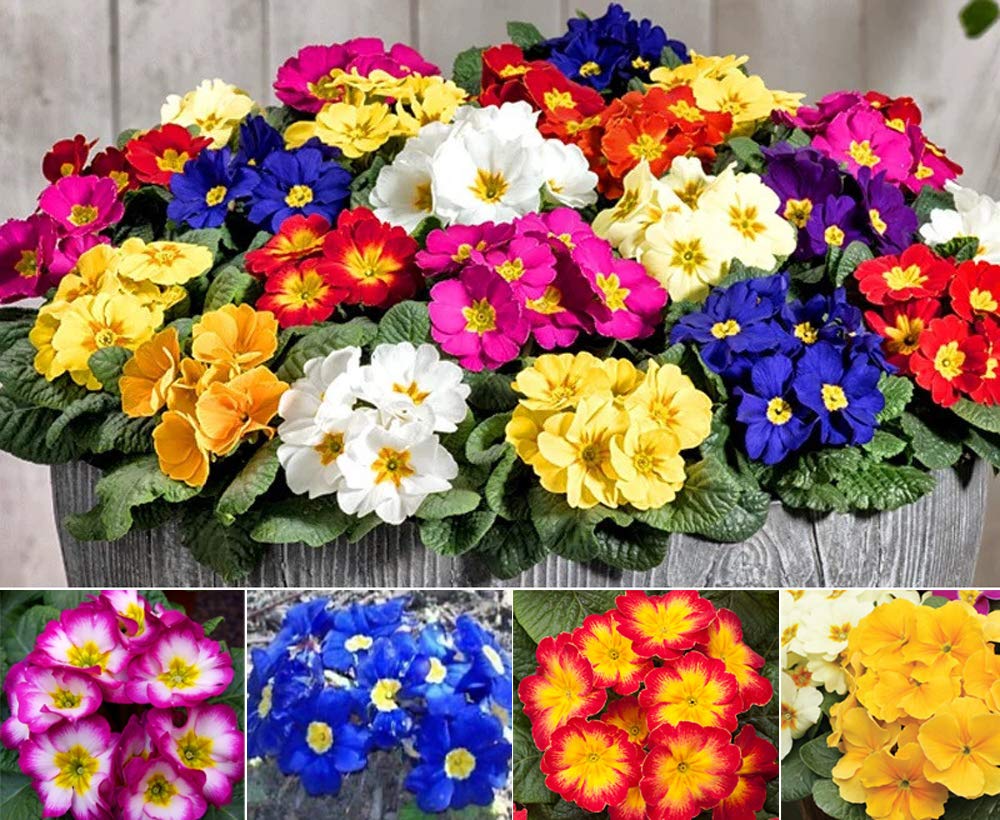 Aster Rainbow Chrysanthemum Perennial Flower - for planting in home garden