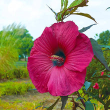 Hibiscus Hibiscus Moscheutos Giant Hardy Seeds for seasonal color across the Large Garden Blooms